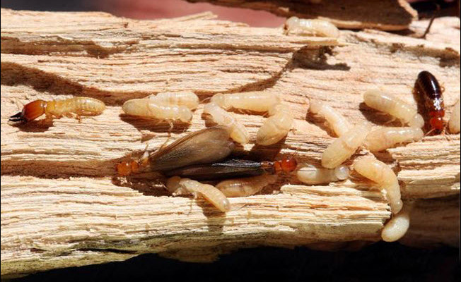mối mọt là gì