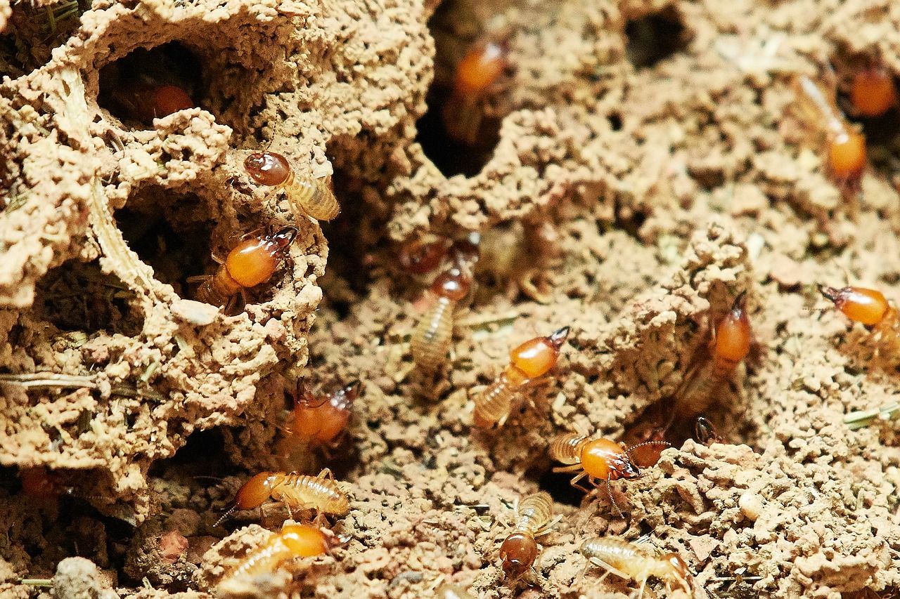mối mọt là gì 3